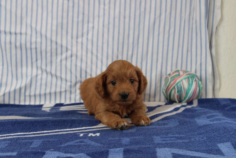 puppy, for, sale, Mini Golden Doodle F1, Matthew B. Stoltzfus, dog, breeder, Gap, PA, dog-breeder, puppy-for-sale, forsale, nearby, find, puppyfind, locator, puppylocator, aca